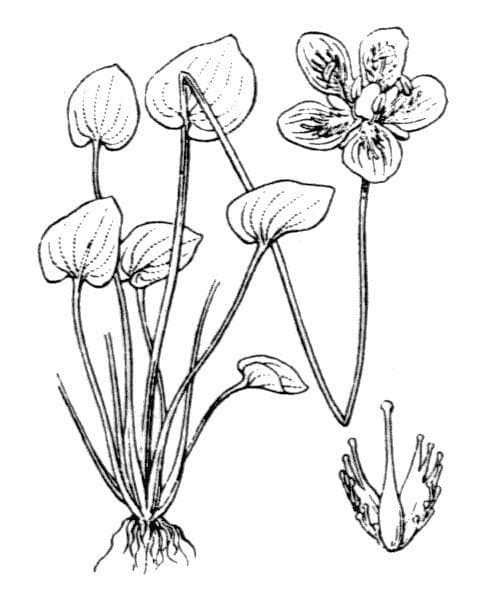 Parnassia 27