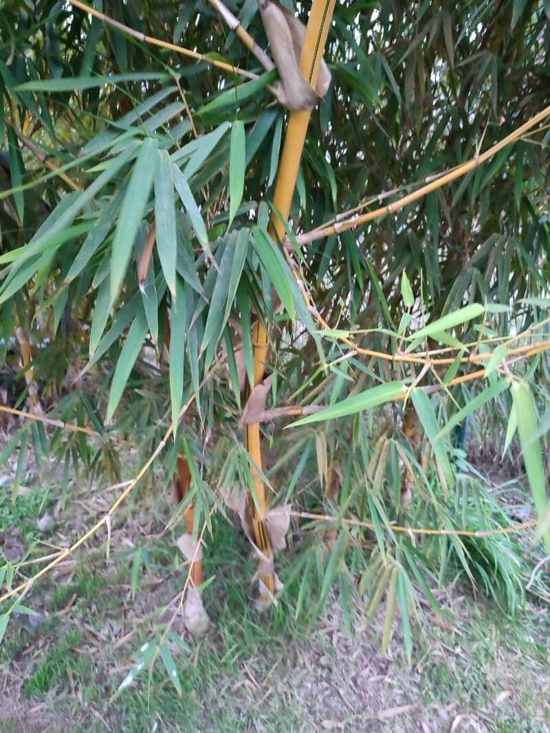 Bambù 6