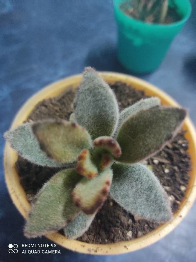 Pianta panda 5