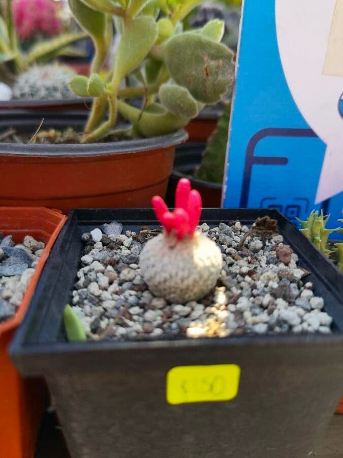 Epithelantha 5