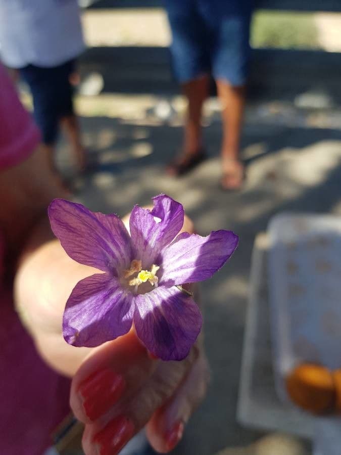 Romulea