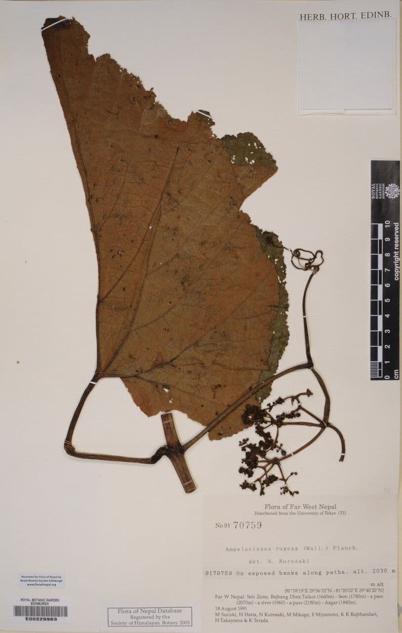 Ampelocissus 6