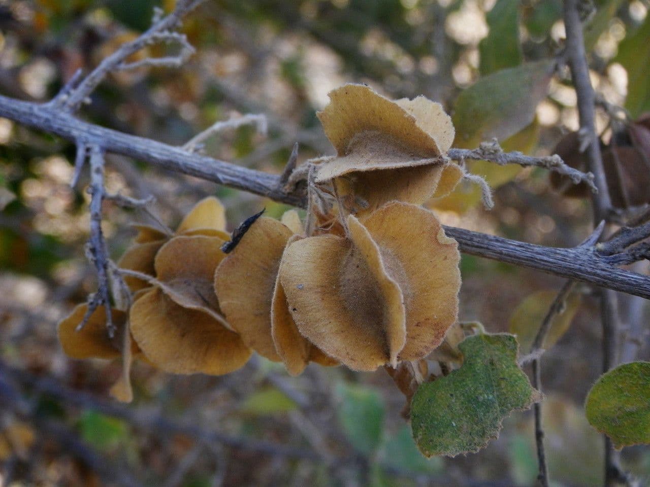 Combretum