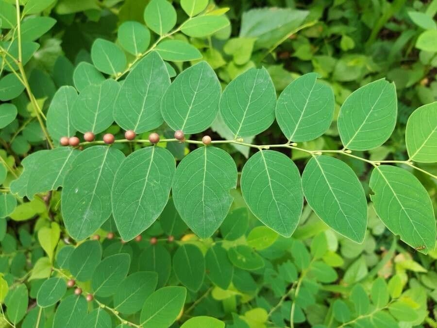 Breynia vitis-idaea 11