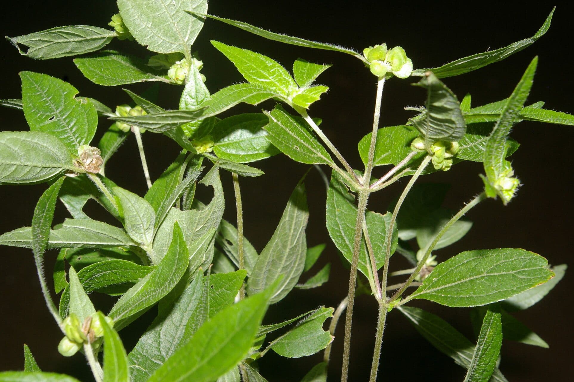 Delilia biflora 10