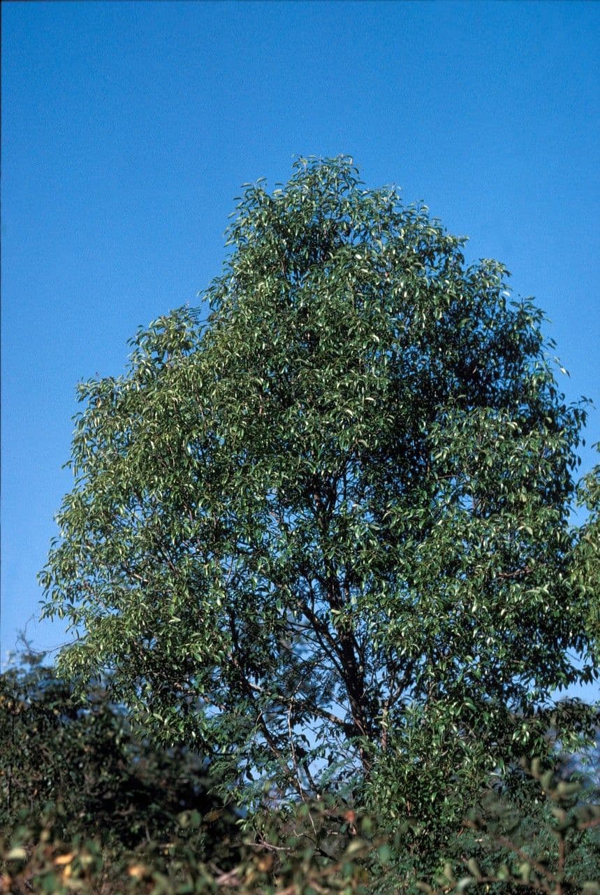 Weißes Sandelholz 12