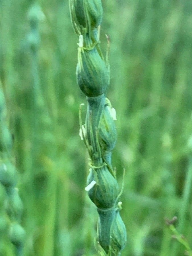 Aegilops ventricosa 9