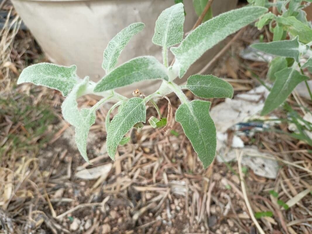 Salvia 15