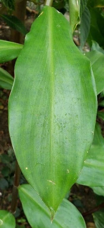 Costus 6