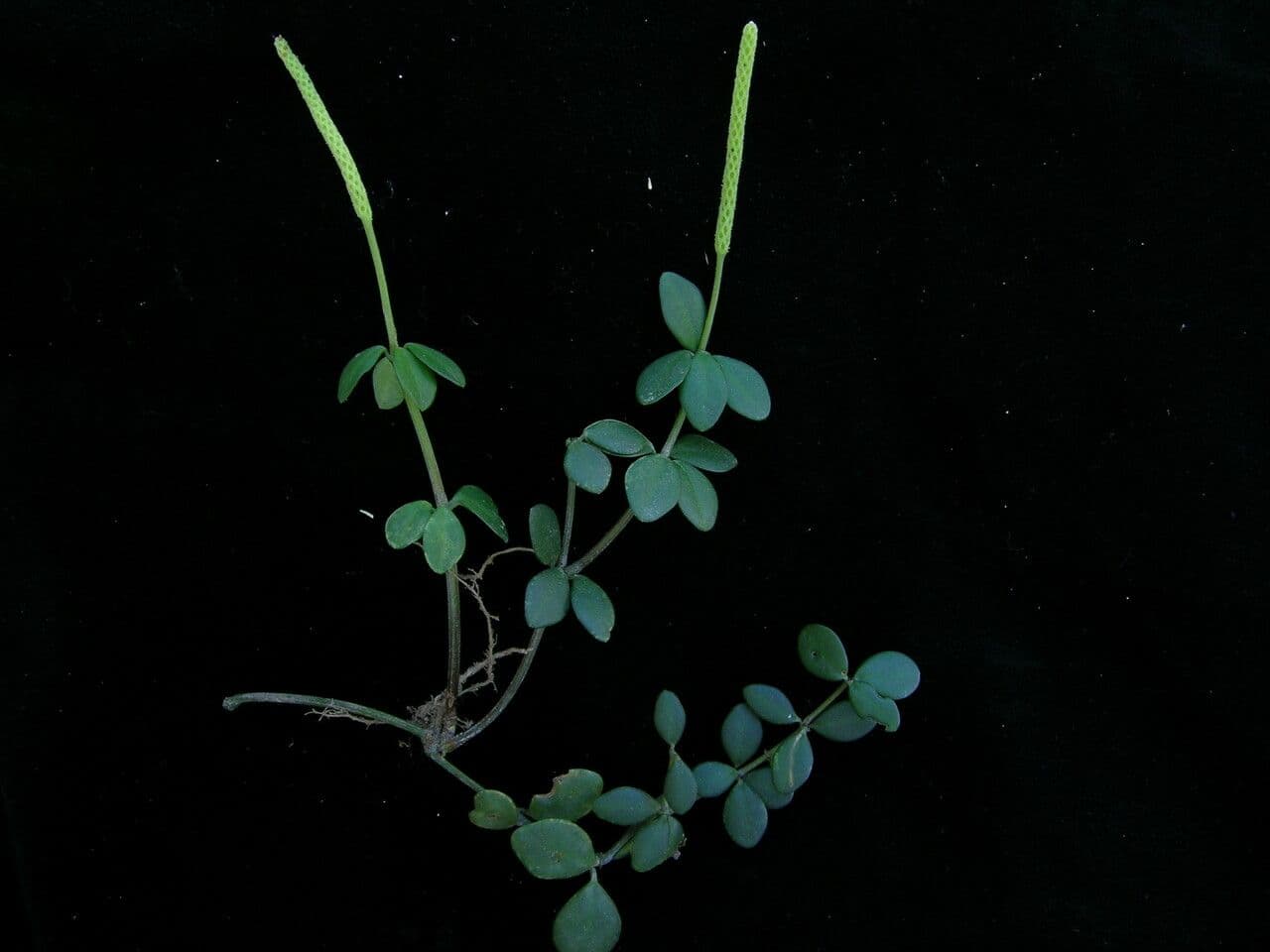 Peperomia 5