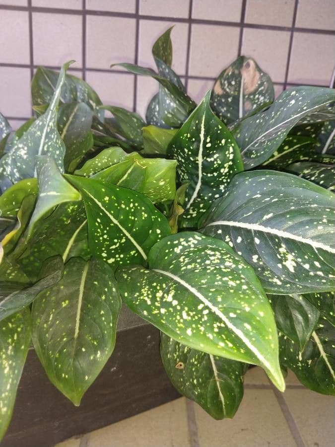 Aglaonema 7