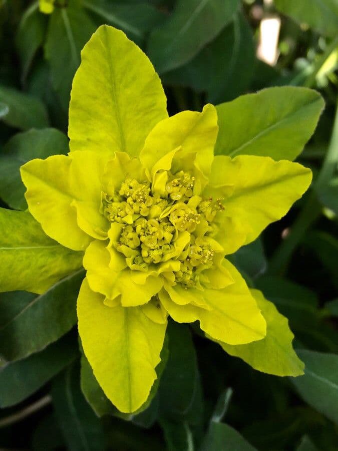 Euforbia bionda 9