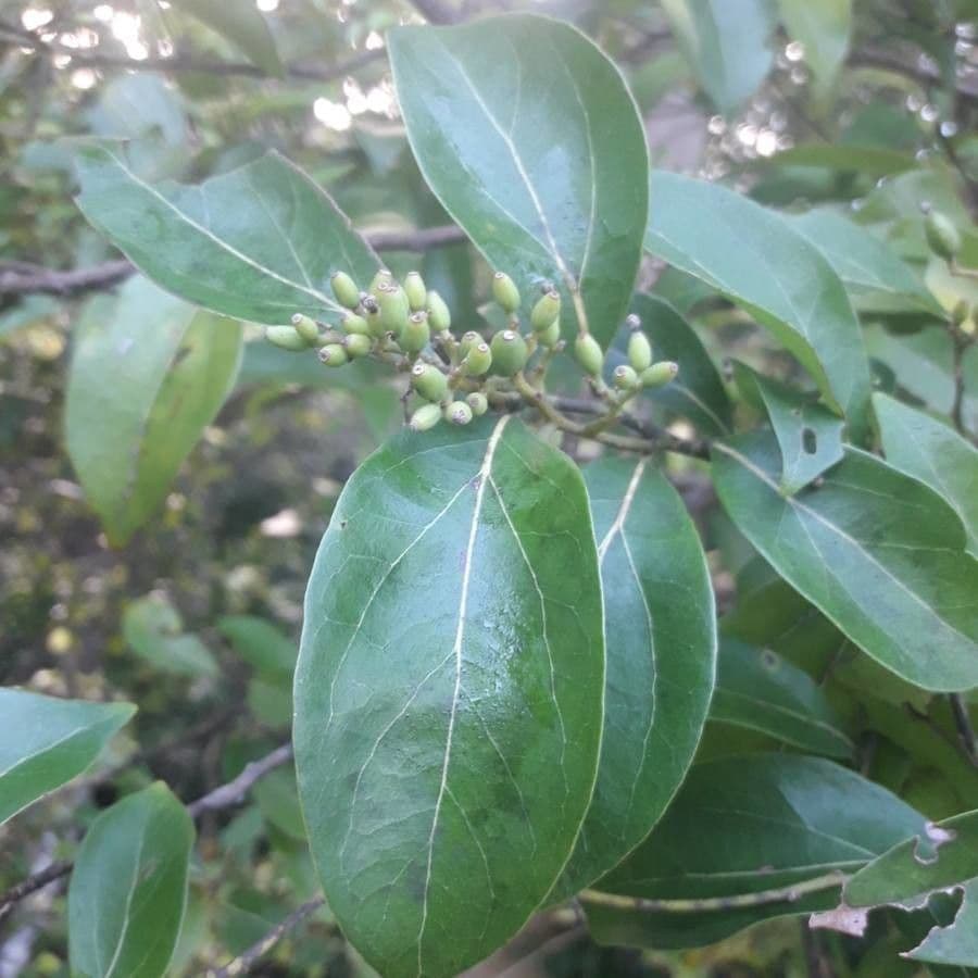 Cryptocarya di Lifou 4