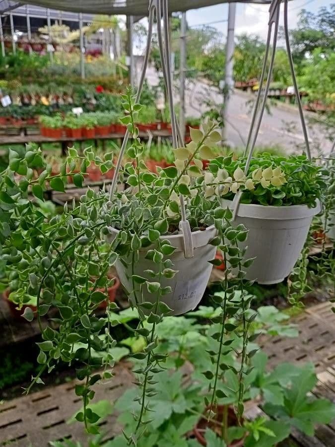 Dischidia 10