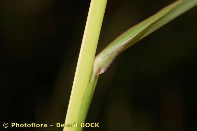 Echinochloa oryzoides 7