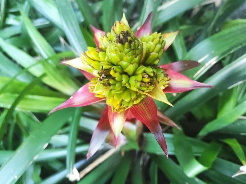 Aechmea mertensii 2