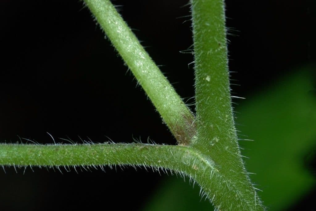 Feuille d'eau appendiculée 17