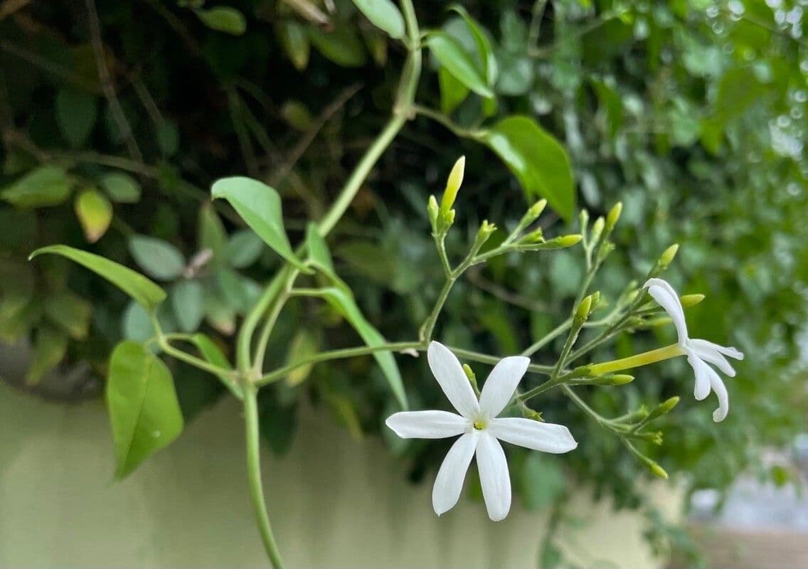 Jasmin 4