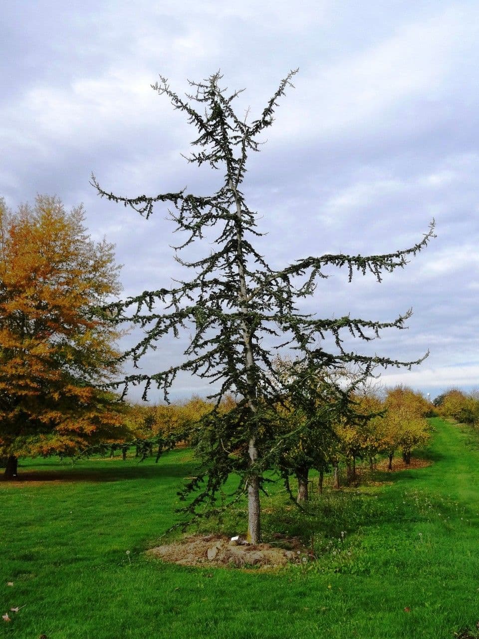 Cedr libański 11