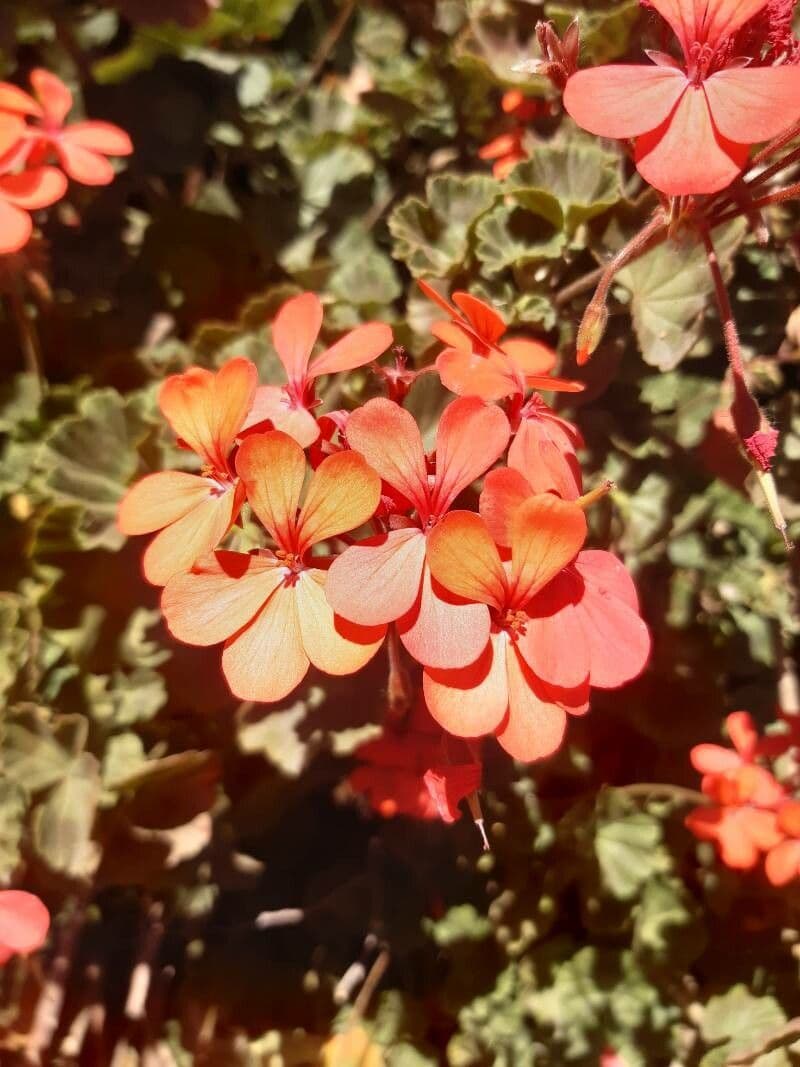 Geranium 3