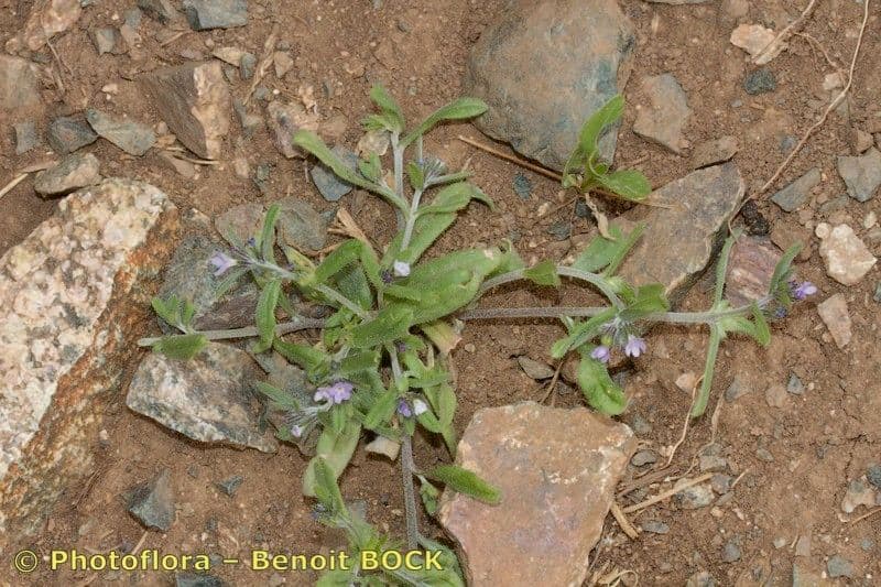 Buglossoides 3