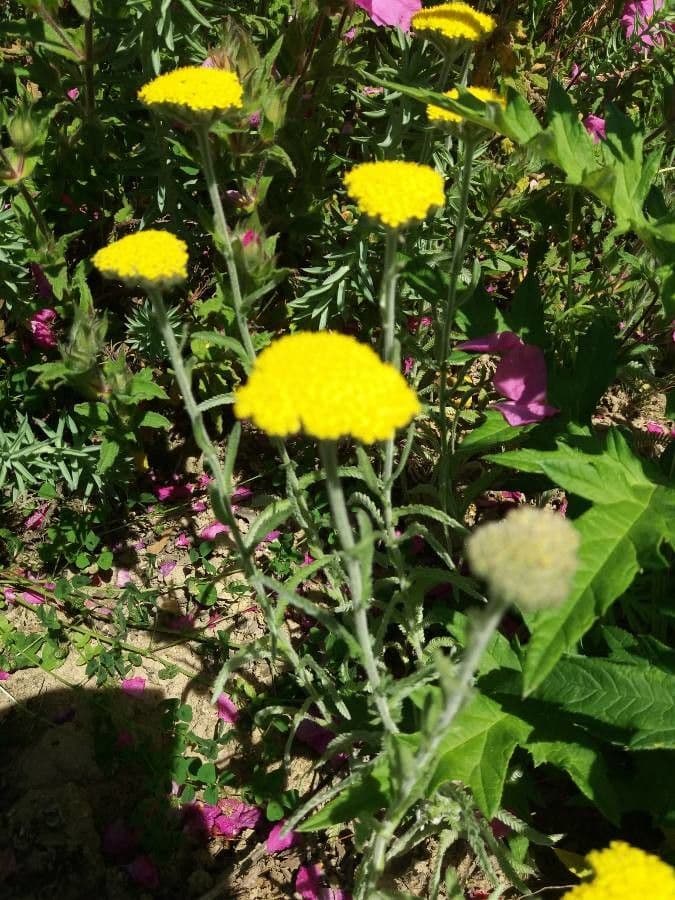 Achillea compatta 5