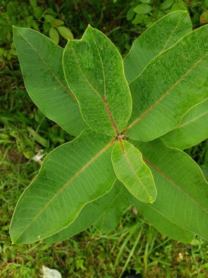 Asclépiade à fleurs vertes 18