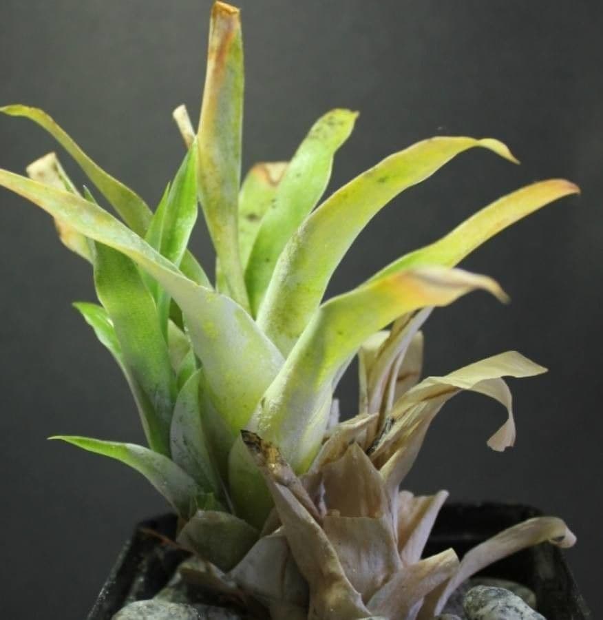 Catopsis 3