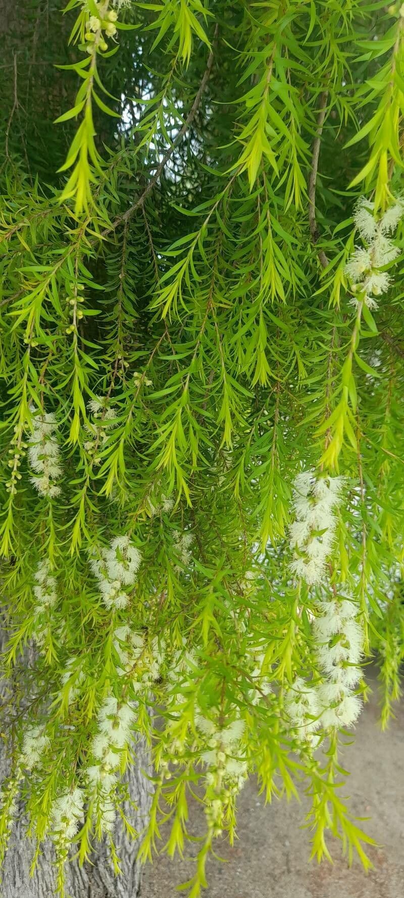 Schwarzer Teebaum