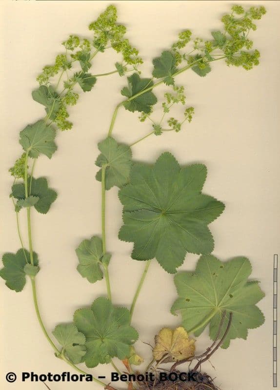 Alchemilla comune 21