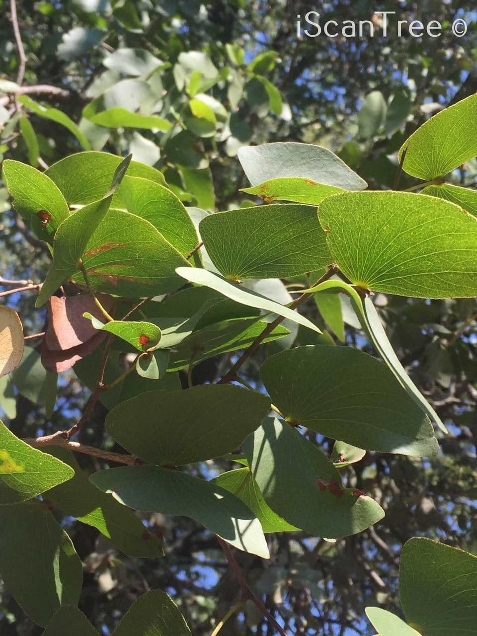 Mopane 8