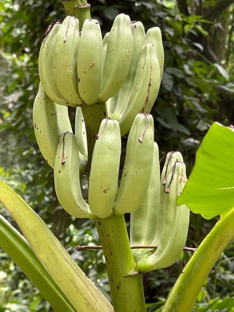 Banan fieristico