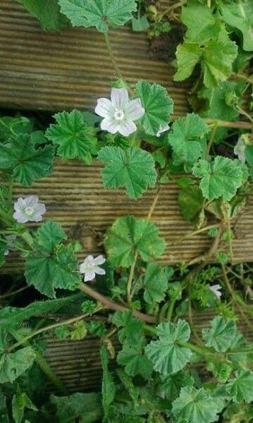 Malva domestica 29