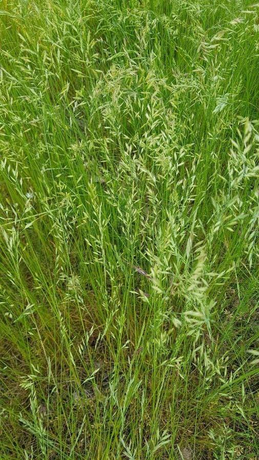 Festuca filiforme
