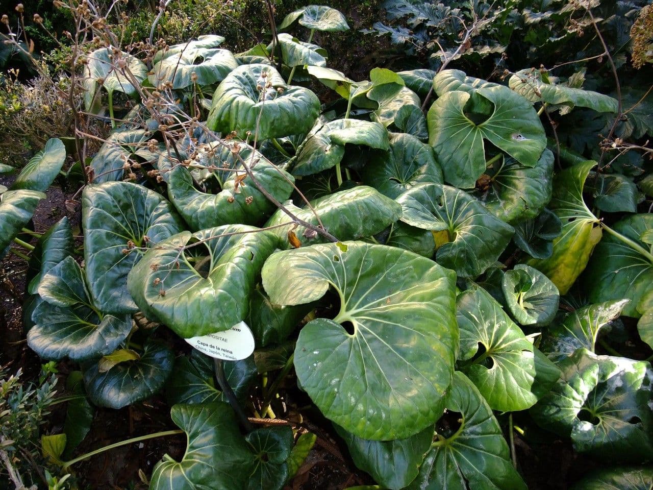 Léopardplant 14