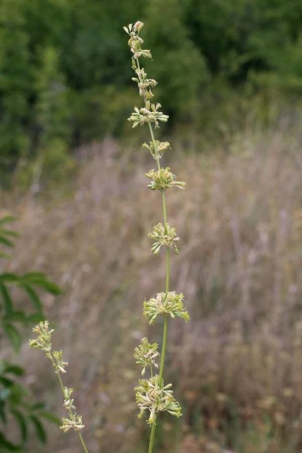 Silene 2