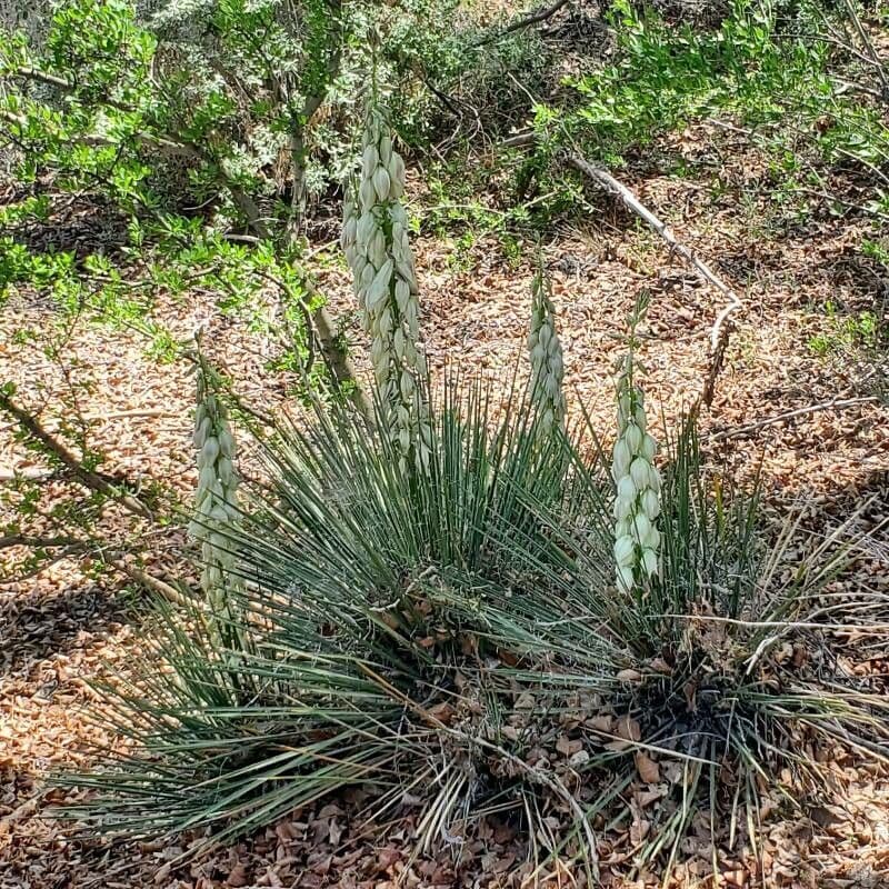 Yucca glauca 8