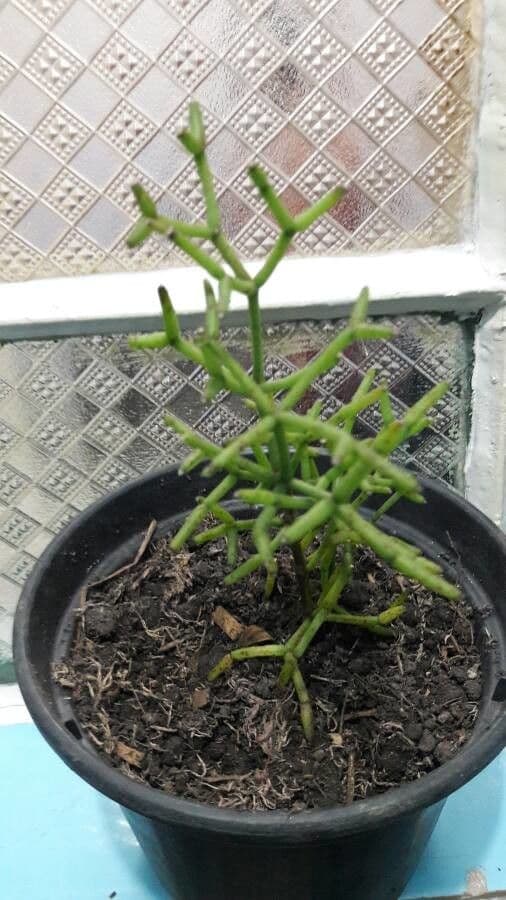 Cactus corail 5