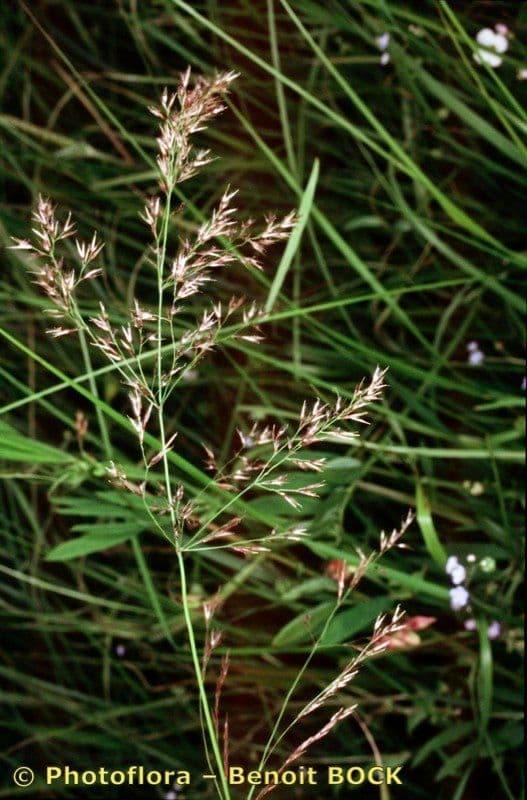 Calamagrostis 26
