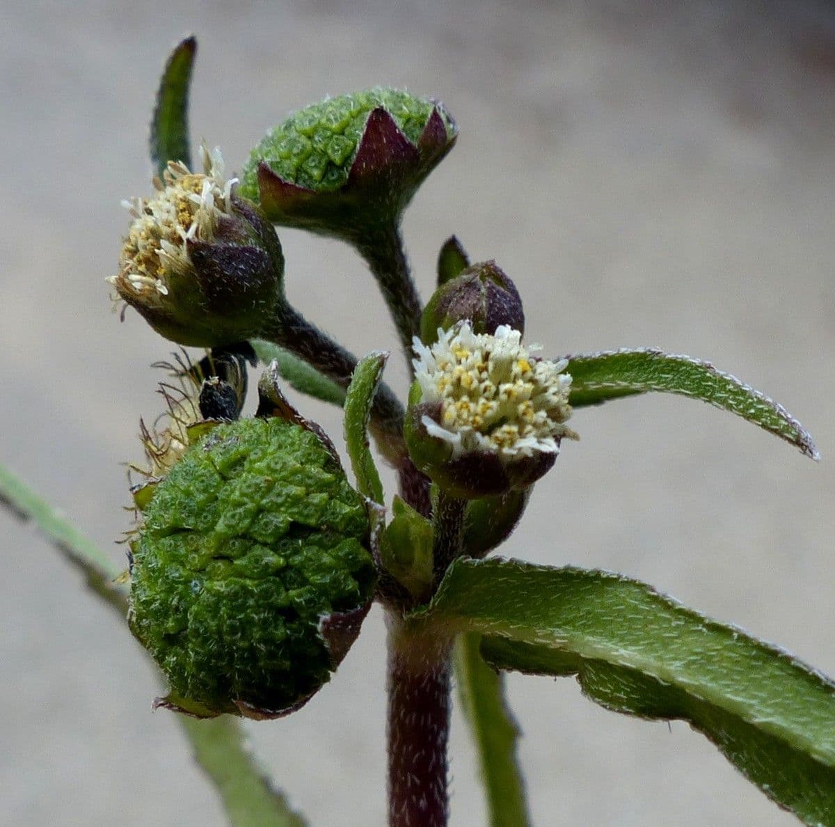 Eclipta 29