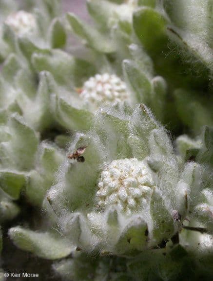 Psilocarphus brevissimus 4