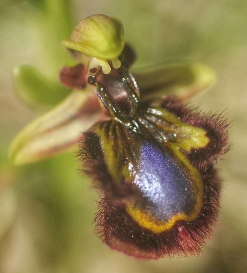Ophrys speculum 7