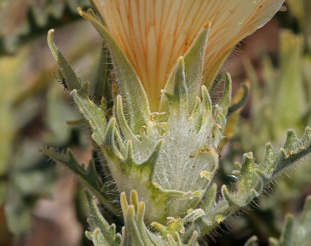 Mentzelia involucrata 13