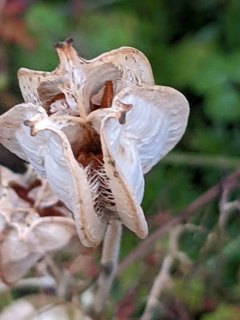 Tulipano selvatico