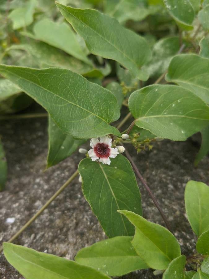 Pachnotka 6