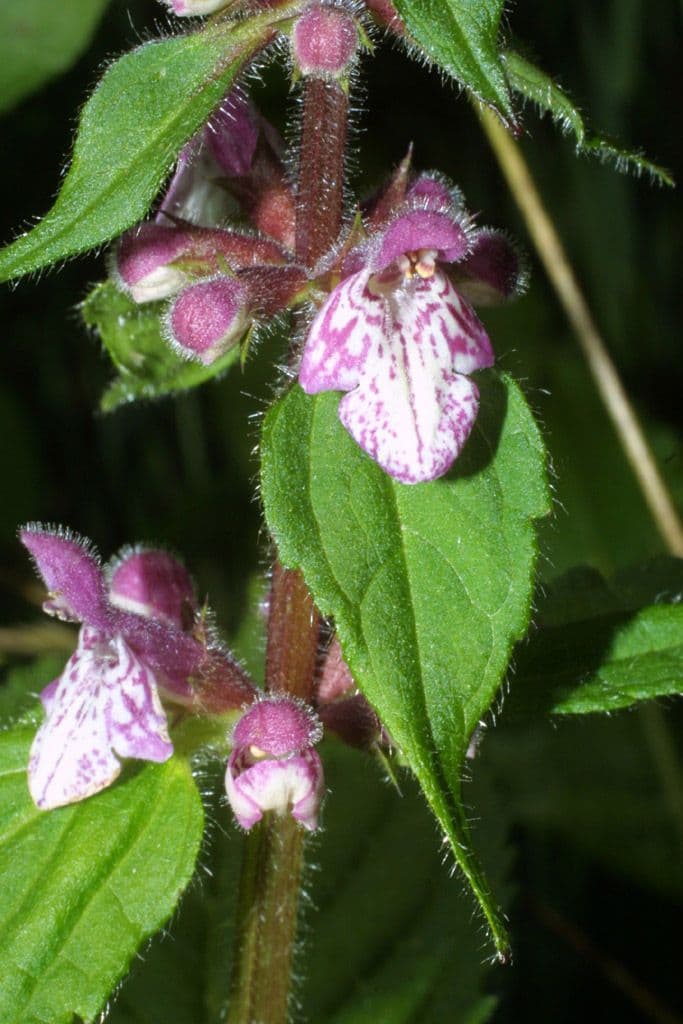 Stachys 2