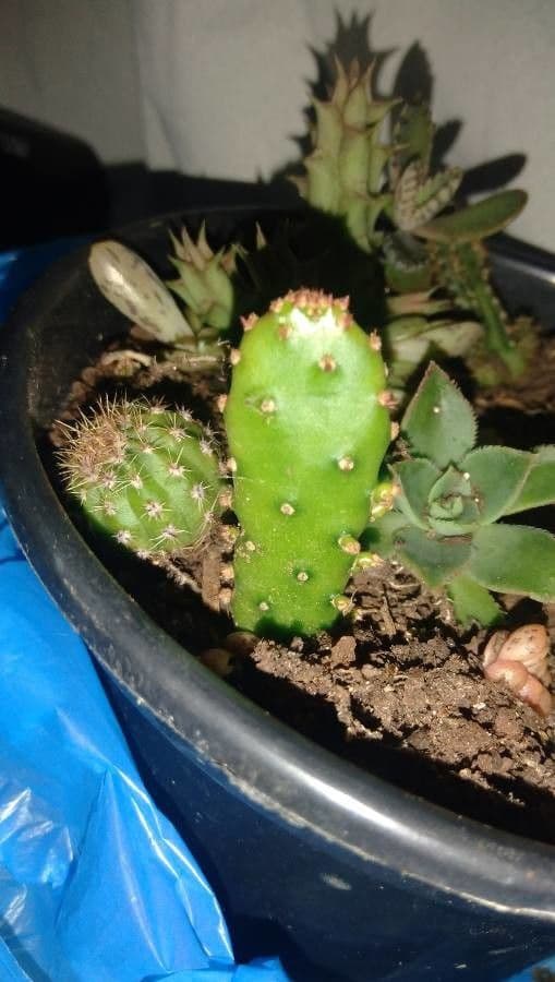 Nopal 12