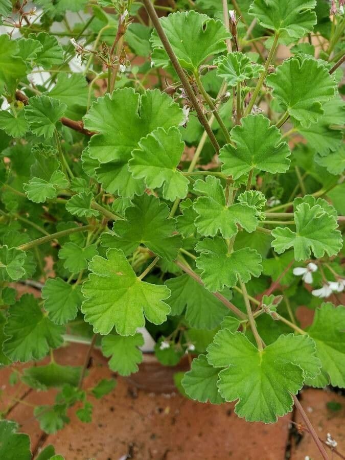 Geranium 2