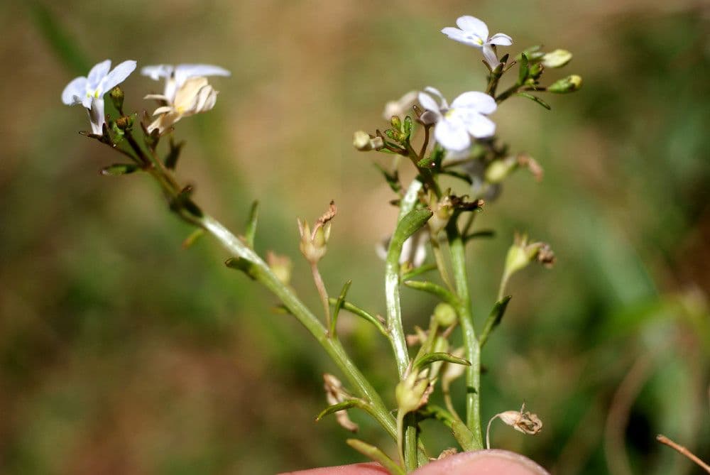 Lobelia strisciante 12