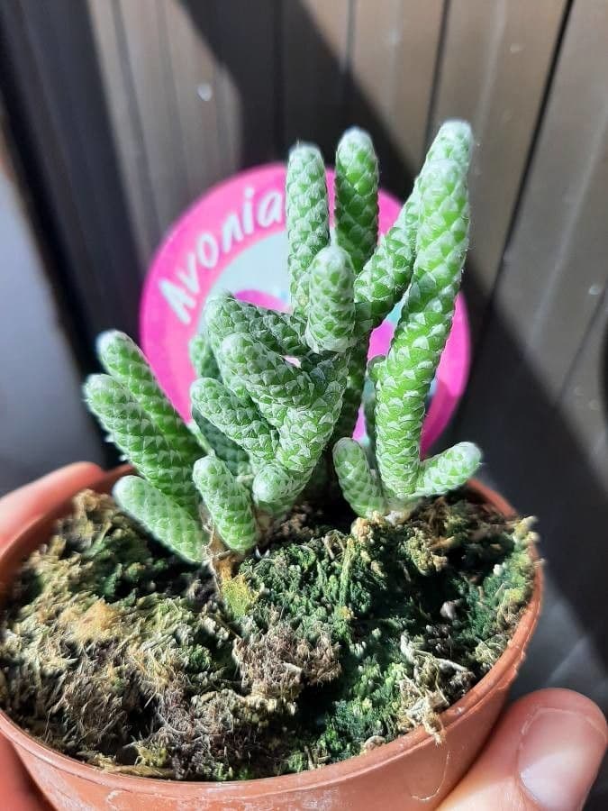 Anacampseros 3